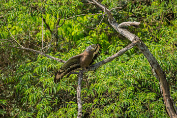 Crested serpent eagle perched in a tree with open wings
