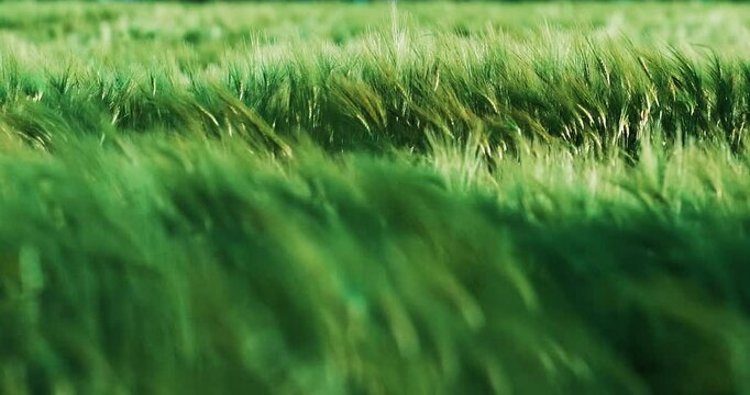 dry grass in the field sways at sunset. Beautiful strong wind in the nature. Landscape concept and sense of freedom. 4K slow Motion Footage.