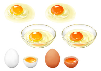 ベクター　生卵　バリエーション　白卵と赤卵