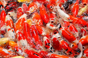 Feeding carp in a fish pond will cause many fish to gather together and compete for food.