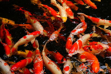 Feeding carp in a fish pond will cause many fish to gather together and compete for food.