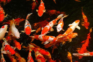 Feeding carp in a fish pond will cause many fish to gather together and compete for food.