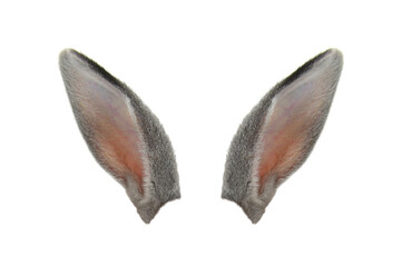 grey rabbit ears isolated on white background