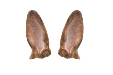 brown rabbit ears isolated on white background