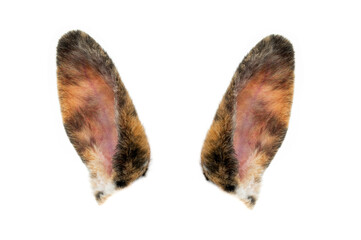 brown rabbit ears isolated on white background