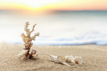 砂浜と貝殻
