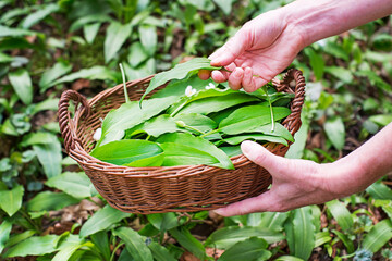 Wild garlic ramson