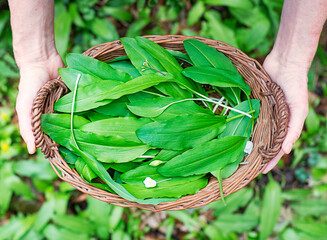 Wild garlic ramson