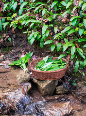 Wild garlic ramson