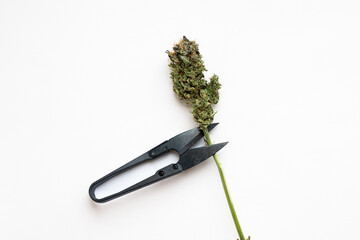 Cannabis bud and trimming shears on a white background. Dry trim of the flower to increase the quality of the drug. Equipment for manual work on the plant part.