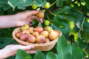 Figs fruit picking
