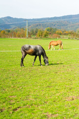 On a sunny autumn day, a group of beautiful horses grazes peacefully in a lush green pasture, framed by rolling hills in the distance