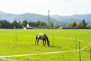 Grazing horse on a peaceful green pasture with distant mountains and a charming farmhouse in the...