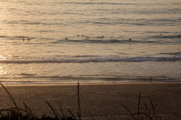 Surfers in the water with the warm colors of the sunset