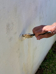 Man paints a wall with white paint using a brush on a sunny summer day, repairs a damaged surface.