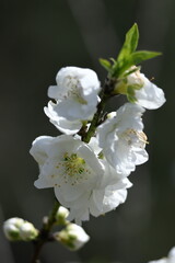 ひな祭りに飾る花