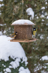 Two brightly coloured tits sit on snow-covered metal bird feeder surrounded by serene, snow-covered forest, capturing peaceful winter moment. Tits eat sunflower seeds from feeder. © SergioDenisenko