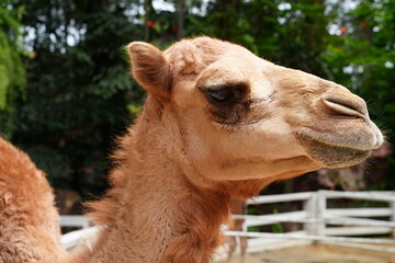 Camels live naturally in the open zoo in Bangkok, Thailand.