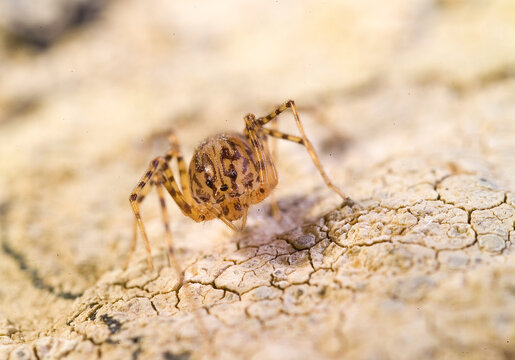  Araneae, Scytodidae, Spitting Spider (Scytodes thoracica) Sardinia, Italy