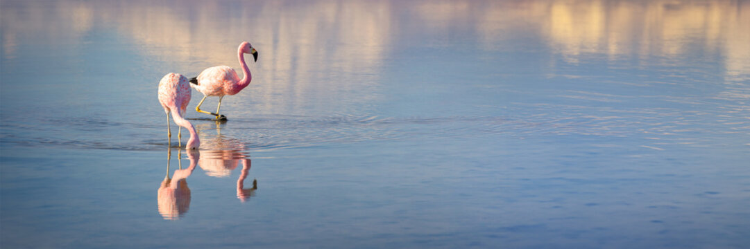 Panoramic view of Andean flamingos in Laguna Chaxa, Atacama salar, Chile web banner