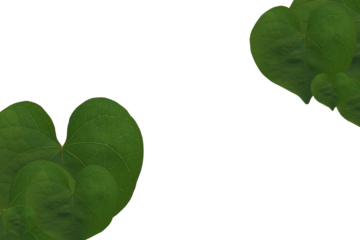 green leaves on white background, green leaves frame, green leaf png.