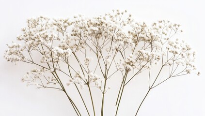 Dried wildflowers bouquet on white background