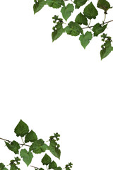 green leaves frame, green vine frame.  