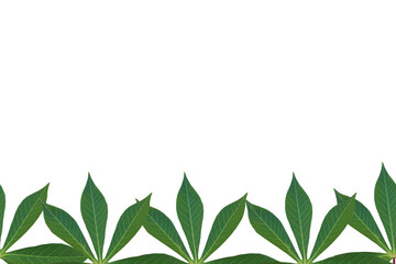 green leaves border, green leaves cassava PNG.