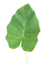 Green Caladium Leaves, Green leaf PNG.