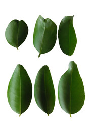 green leaves, Lime leaves PNG.