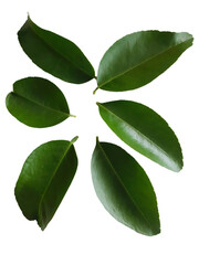 green leaves isolated on white, Green leaf PNG, Lime leaf.
