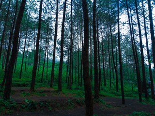 Obraz premium Showcases a serene pine forest with tall, slender trees. the green foliage contrasts beautifully with the earthy ground, while mist in the background adds a peaceful and mysterious atmosphere.
