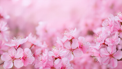 Obraz premium Blooming pink flowers on pink background. Spring or summer season. Floral artistic concept