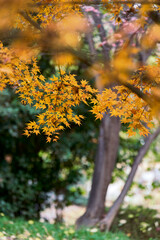 autumn tree in the park