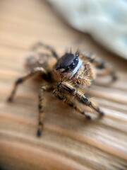 spider on a hand