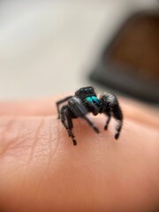 spider on a hand