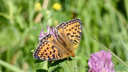 butterfly on a flower