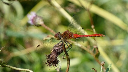 dragonfly on a branch