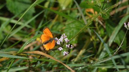 butterfly on a flower