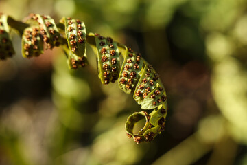 Close up of green fern leaves in the garden