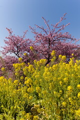 西平畑公園のまつだ桜まつりの桜と菜の花
