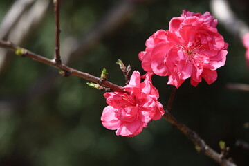 ひな祭りに飾る花