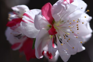 ひな祭りに飾る花