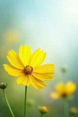 Obraz premium Yellow cosmos flower with soft focus background, bloom, floral, soft focus