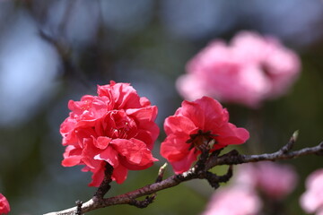ひな祭りに飾る花