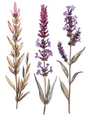 Fototapeta premium Watercolor Lavender Flowers on White Background Delicate Floral Illustration for Botanical Art Projects