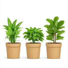 Three vibrant green plants in modular cardboard pots on white background