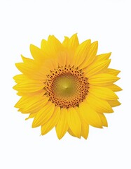 Fototapeta premium sunflower isolated on white