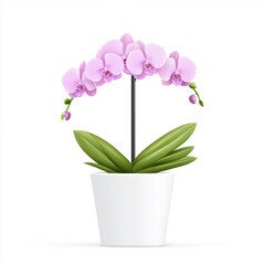 delicate pink orchid in white pot with lush green leaves on white background
