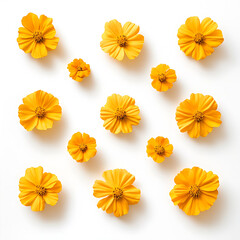 flowers and leaves in pictures illustrator2D